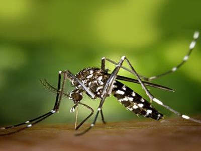 Zanzare in arrivo: evitiamo trattamenti inutili e dannosi foto 