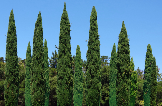 Bando per la salvaguardia degli alberi monumentali foto 